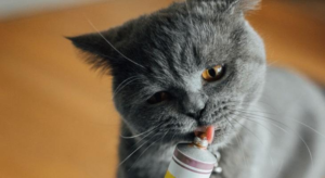 خمیر مالت پرسا مدل antihairball